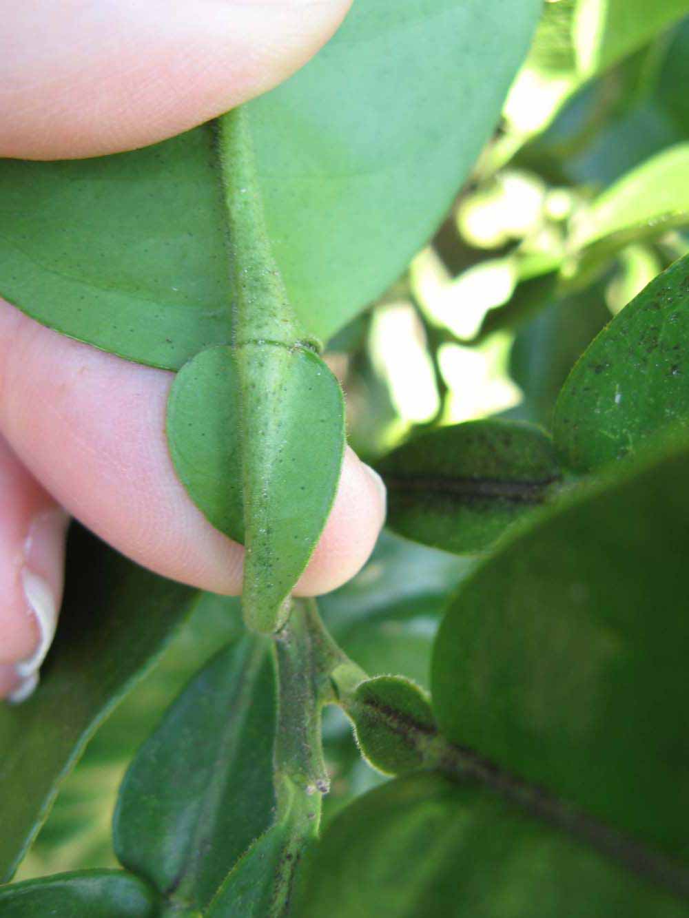              Petiole (Winter Haven, FL)       